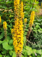 Lysimachia terrestris