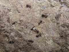 Formica neogagates