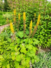 Lysimachia terrestris
