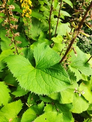 Lysimachia terrestris