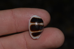 Palmadusta asellus