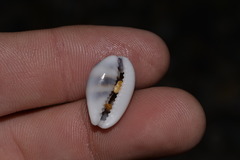 Palmadusta asellus
