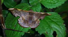 Fascellina