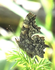 Polygonia faunus