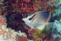 Prognathodes aculeatus