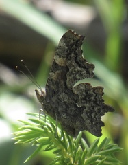 Polygonia faunus