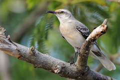 Mimus gilvus rostratus