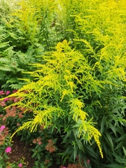 Solidago