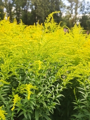 Solidago