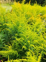 Solidago