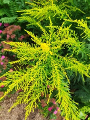 Solidago