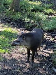 Tapirus