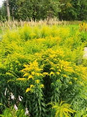 Solidago