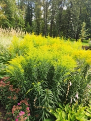 Solidago