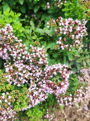 Origanum vulgare