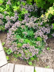 Origanum vulgare