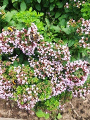 Origanum vulgare