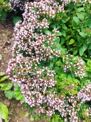 Origanum vulgare