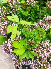 Origanum vulgare