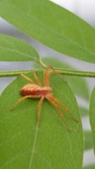 Philodromus dispar