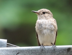 Muscicapa striata tyrrhenica