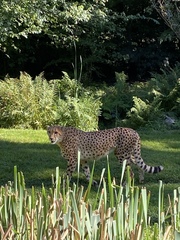Acinonyx