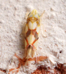Erythroneura