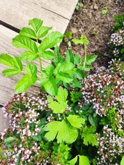 Origanum vulgare