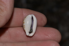 Naria labrolineata