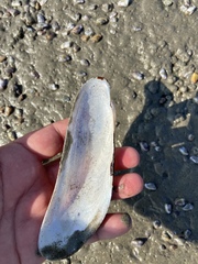 Modiolinae