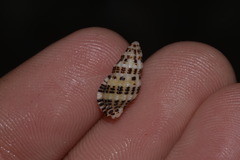 Maculotriton serriale