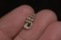 Maculotriton serriale