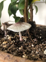 Leucocoprinus ianthinus