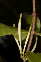 Dendrophthoe falcata