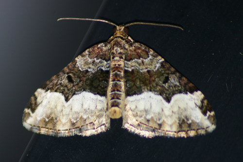 American Sharp-angled Carpet