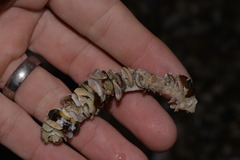 Diopatra dentata