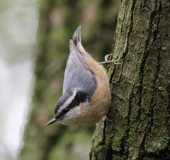 Sitta canadensis