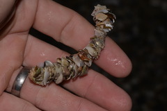 Diopatra dentata
