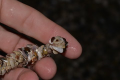 Diopatra dentata
