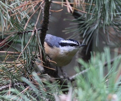 Sitta canadensis