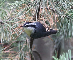 Sitta canadensis