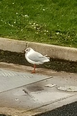 Chroicocephalus ridibundus