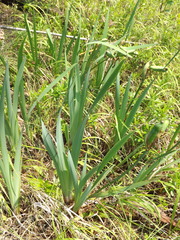 Iris laevigata