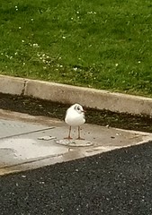 Chroicocephalus ridibundus