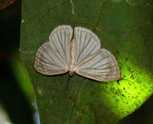 Zelotaea phasma