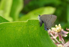 Satyrium caryaevorus