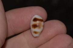 Palmadusta asellus
