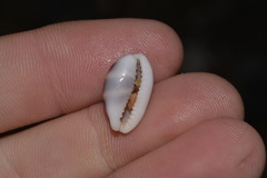 Palmadusta asellus
