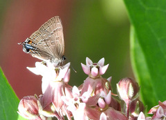 Satyrium caryaevorus