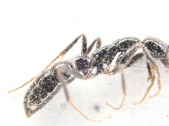 Leptogenys intermedia